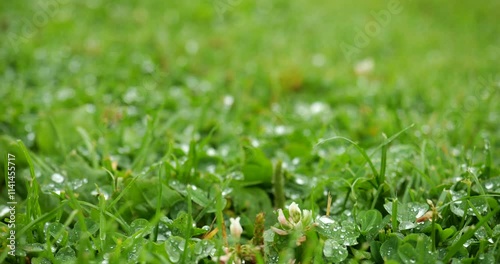 Water droplets on green gras photo