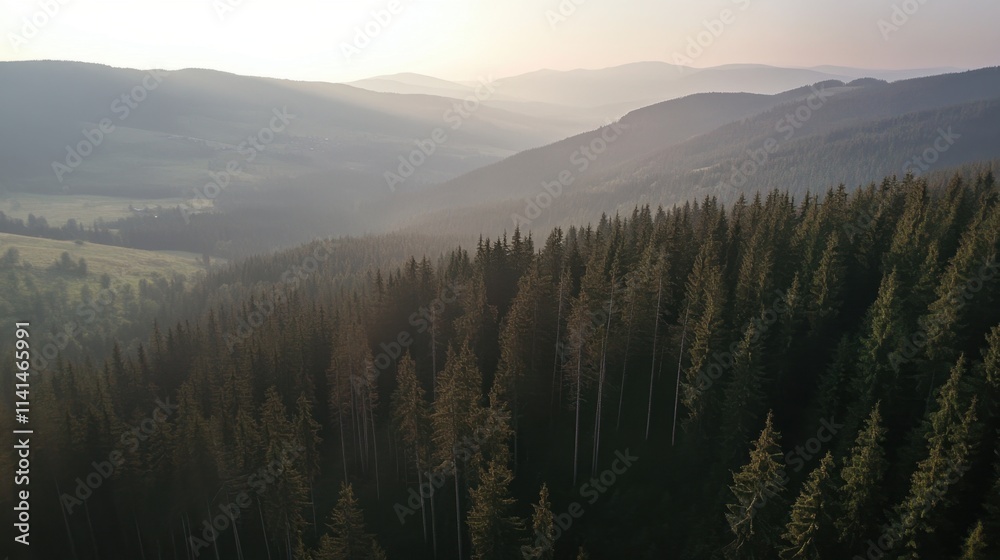 Serene Aerial View of Lush Green Pine Forest in Mountainous Landscape Serene Aerial View of Lush Green Pine Forest in Mountainous Landscape
