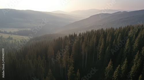 Serene Aerial View of Lush Green Pine Forest in Mountainous Landscape