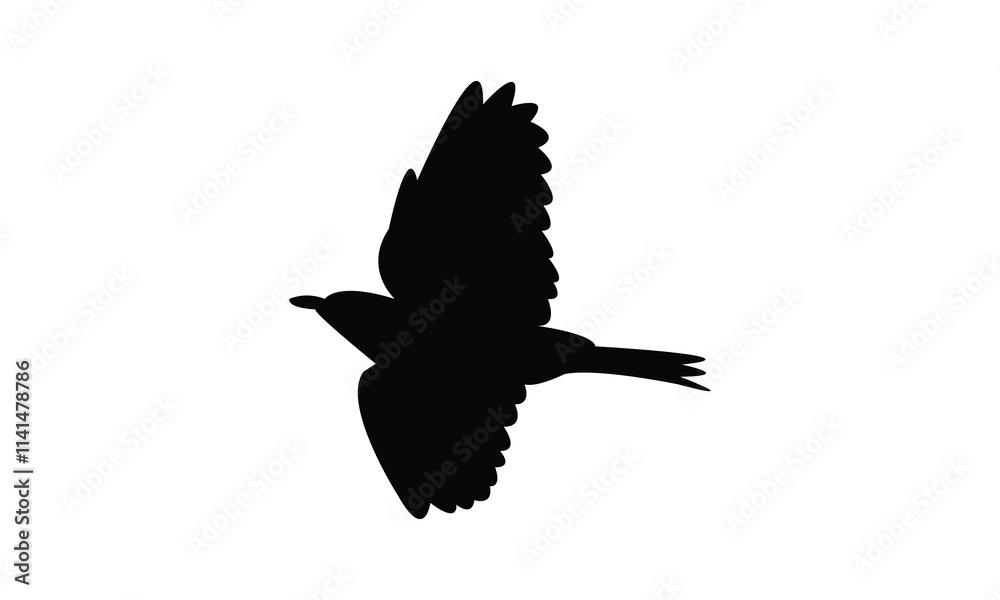 Obraz premium Flying Thrush Bird Silhouette Design And Vector Illustration. 