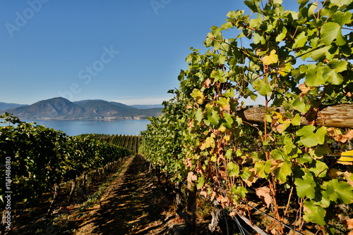 Ripe Organic Merlot Grapes Winery Vineyard Okanagan Valley photo