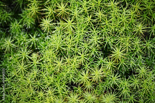 green moss background