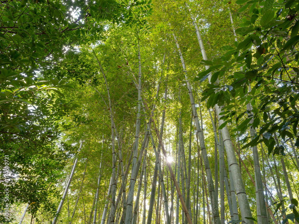 Obraz premium 爽やかな緑の竹