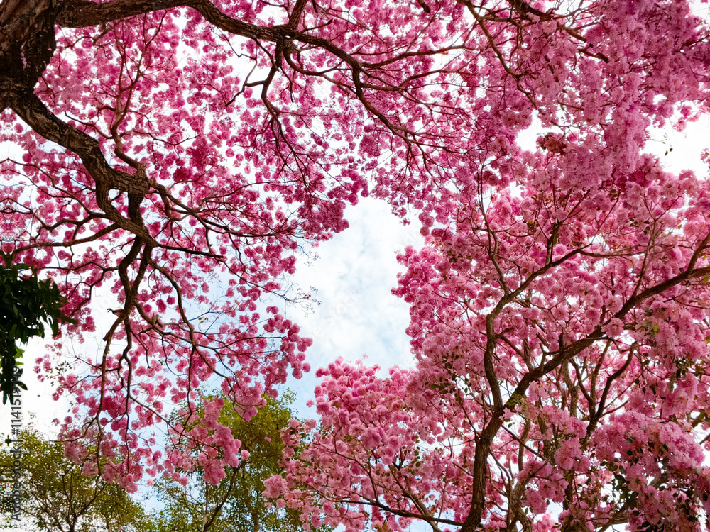pink cherry blossom pink cherry blossom