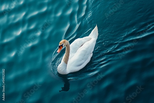 Fototapeta Naklejka Na Ścianę i Meble -  A swan gliding across a calm lake, leaving a trail of small feathers floating on the water surface