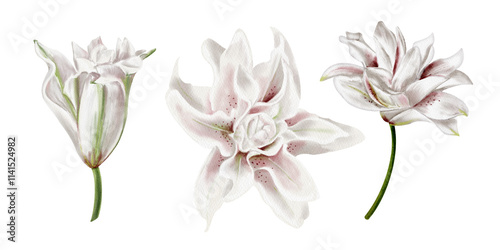 Φωτογραφία White and pink lilies