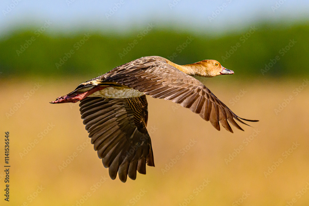 Plumed Duck 0003 Plumed Duck 0003