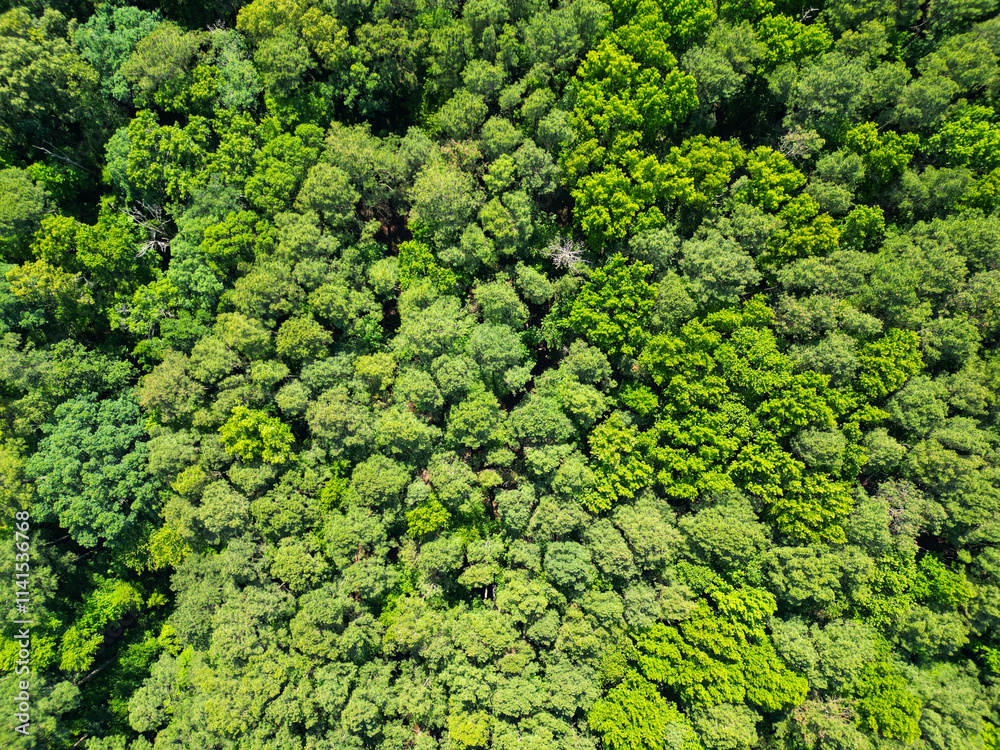 Obraz premium Jungle nature background. Tree growing in lush forest. Nature landscape. Landscape forest in spring. Green forest in summer aerial view. Rainforest ecosystem and healthy environment. Nature reserves