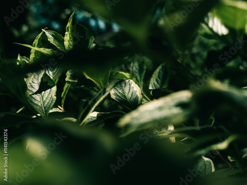 Tree foliage