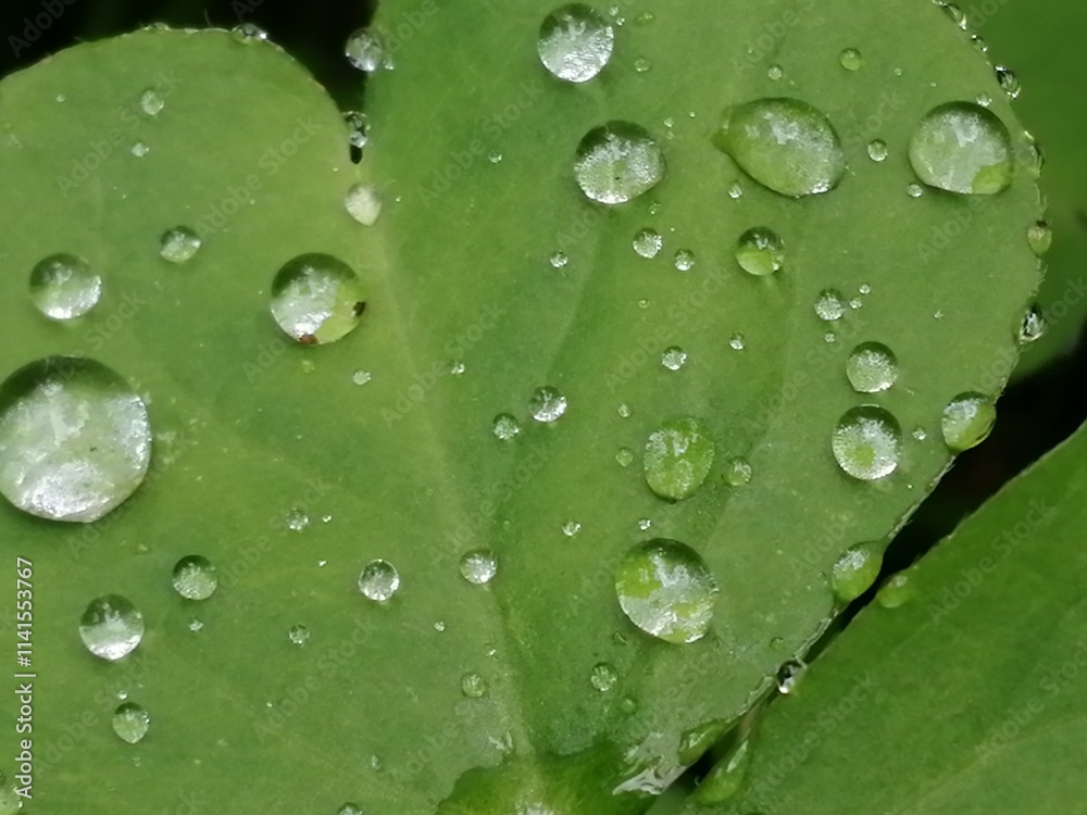 Fototapeta premium 水玉