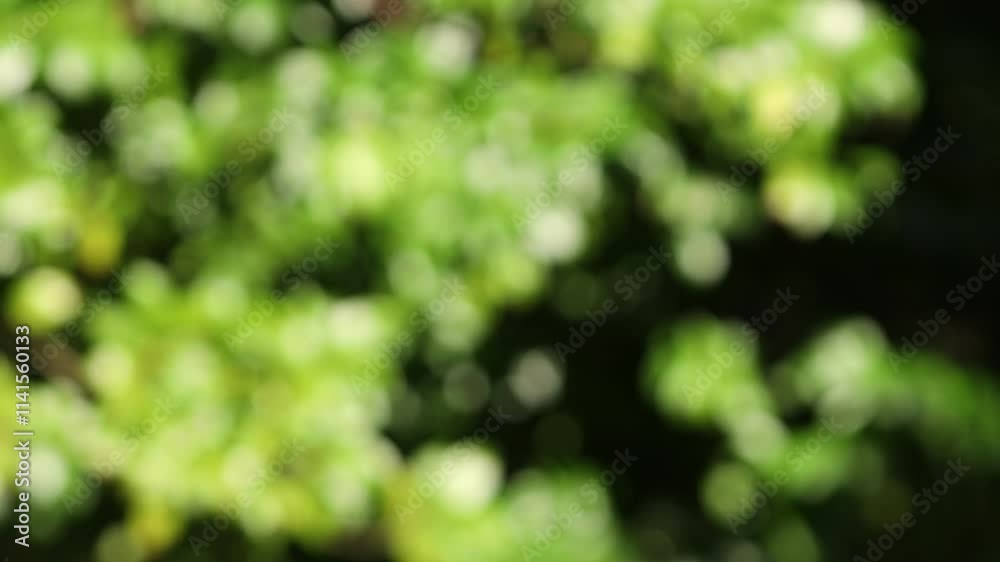 風に揺れる青葉のアウトフォーカス 風に揺れる青葉のアウトフォーカス