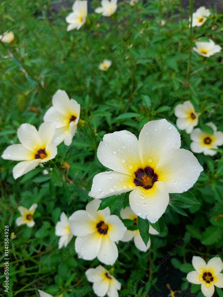 Beautiful White Flowers in a Lush Garden Setting Beautiful White Flowers in a Lush Garden Setting
