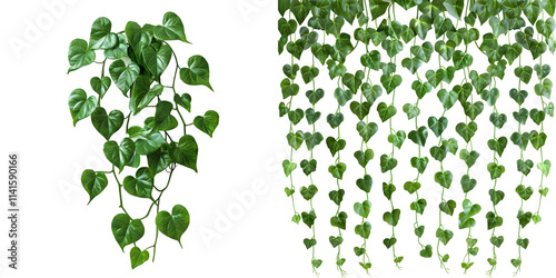 Hanging vines ivy foliage jungle bush, heart shaped green leaves climbing plant nature backdrop. Generative AI.