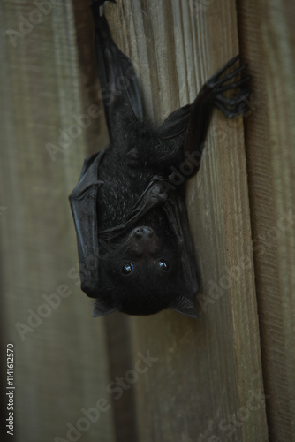 Flying Fox hanging upside down on a fence.