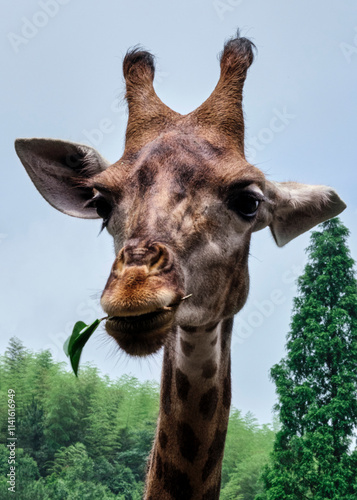 Canvas Print portrait of a giraffe