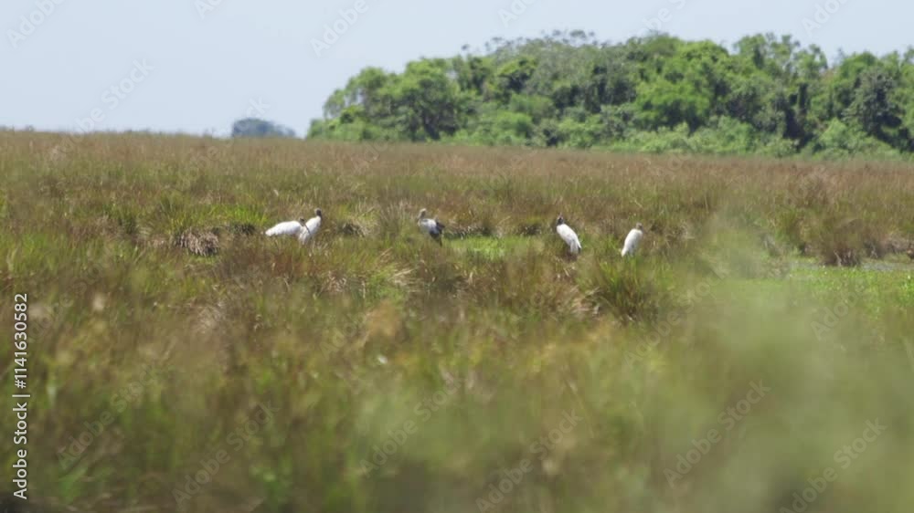 Storks in marshland and flock of stork birds when flying away at same environment. Storks in marshland and flock of stork birds when flying away at same environment.