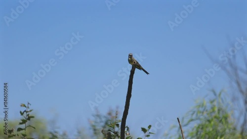 A cute gray bird perched and watching on a long stick in a sunny day. photo