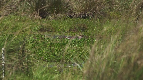 Close-up view about cute and resting capybara in grassy wetland. photo