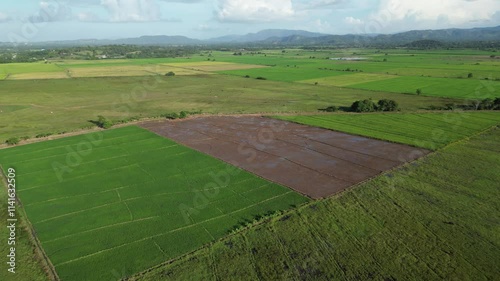 Aerial view of vast rice fields between Jima Arriba and Jima Abajo in the La Vega province located in the Cibao valley in the Dominican Republic photo