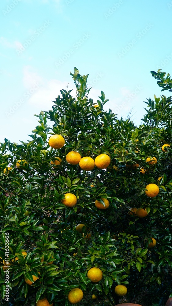 Tangerines from a tangerine farm located in Jeju Island Tangerines from a tangerine farm located in Jeju Island