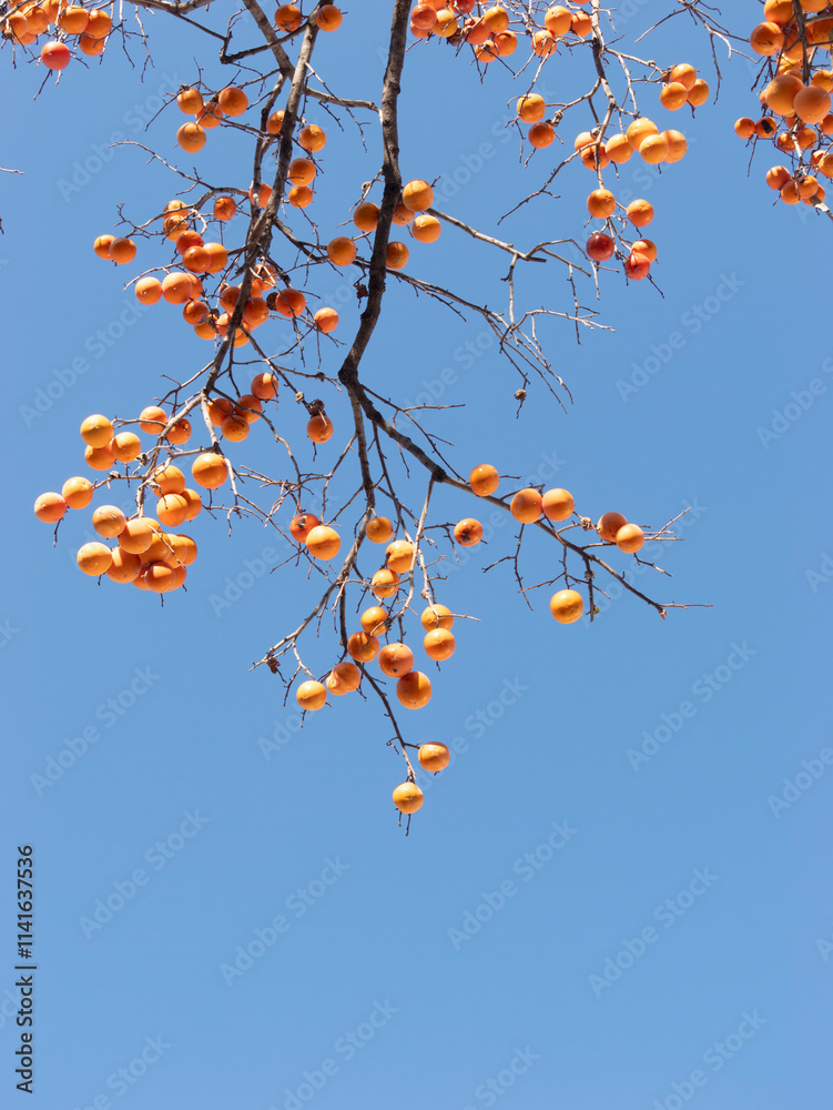 Harvest persimmon trees outdoors in autumn Harvest persimmon trees outdoors in autumn
