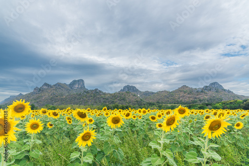 Sunflowers bloom in full bloom amidst a misty sky. popular tourist attraction in Thailand. winter flower field.