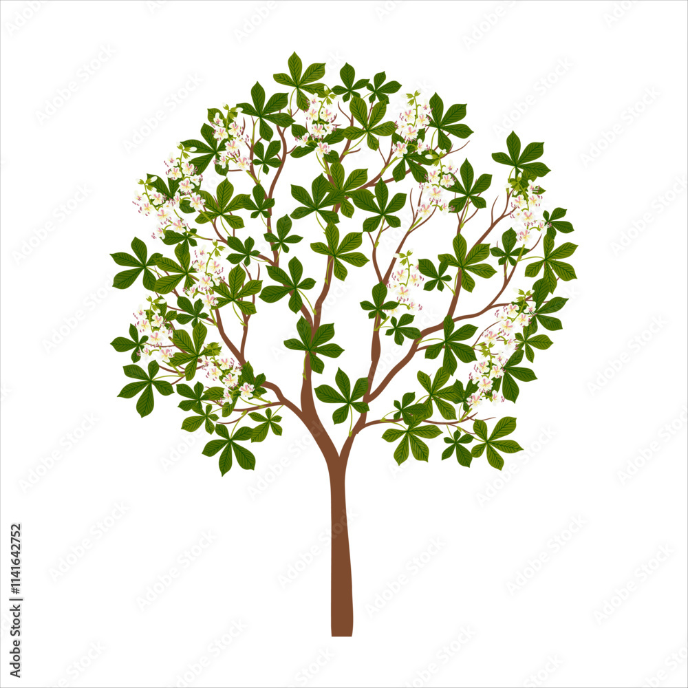 buckeye ,horse chestnut, vector drawing tree with flowers and green leaves isolated at white background, hand drawn illustration buckeye ,horse chestnut, vector drawing tree with flowers and green leaves isolated at white background, hand drawn illustration