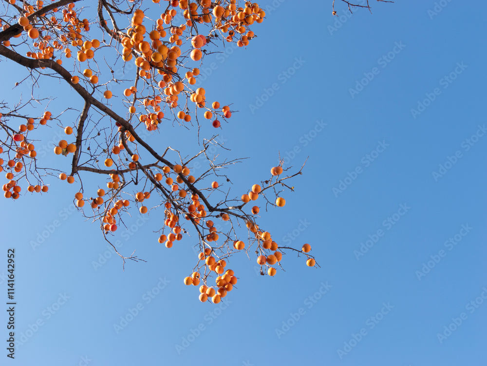 Harvest persimmon trees outdoors in autumn Harvest persimmon trees outdoors in autumn