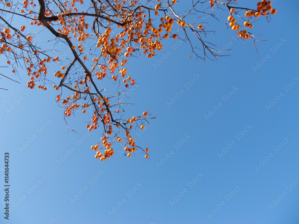 Harvest persimmon trees outdoors in autumn Harvest persimmon trees outdoors in autumn