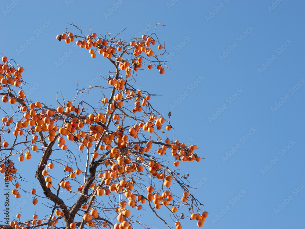 Harvest persimmon trees outdoors in autumn Harvest persimmon trees outdoors in autumn