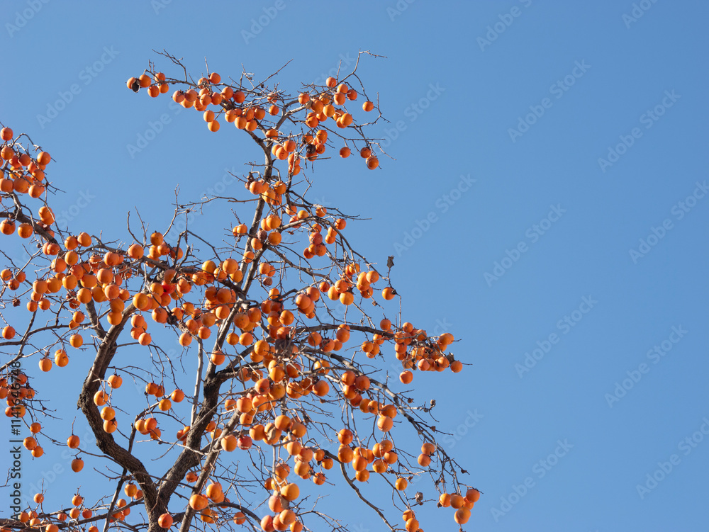 Harvest persimmon trees outdoors in autumn Harvest persimmon trees outdoors in autumn