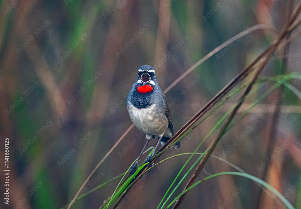 Fototapeta premium Chinese blue throat