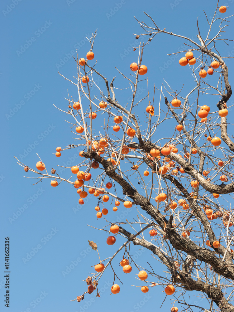 Harvest persimmon trees outdoors in autumn Harvest persimmon trees outdoors in autumn