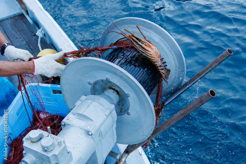 本命の伊勢海老（イセエビ科）が穫れた。
英名学名：Japanese Spiny Lobster, Panulirus japonicus
漁師さんから撮影の依頼を受け、伊勢海老の刺し網漁の船に同乗させてもらった。
伊豆半島賀茂郡南伊豆町中木ヒリゾ浜2024年
 photo