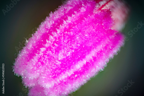 Macro photo of stigma of Christmas cactus (Schlumbergera truncata)