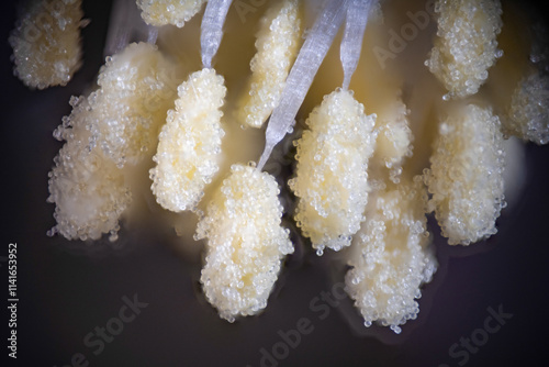 Macro photo of stamen of Christmas cactus (Schlumbergera truncata)