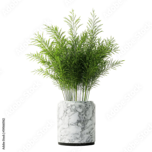 Potted plant, white isolate background