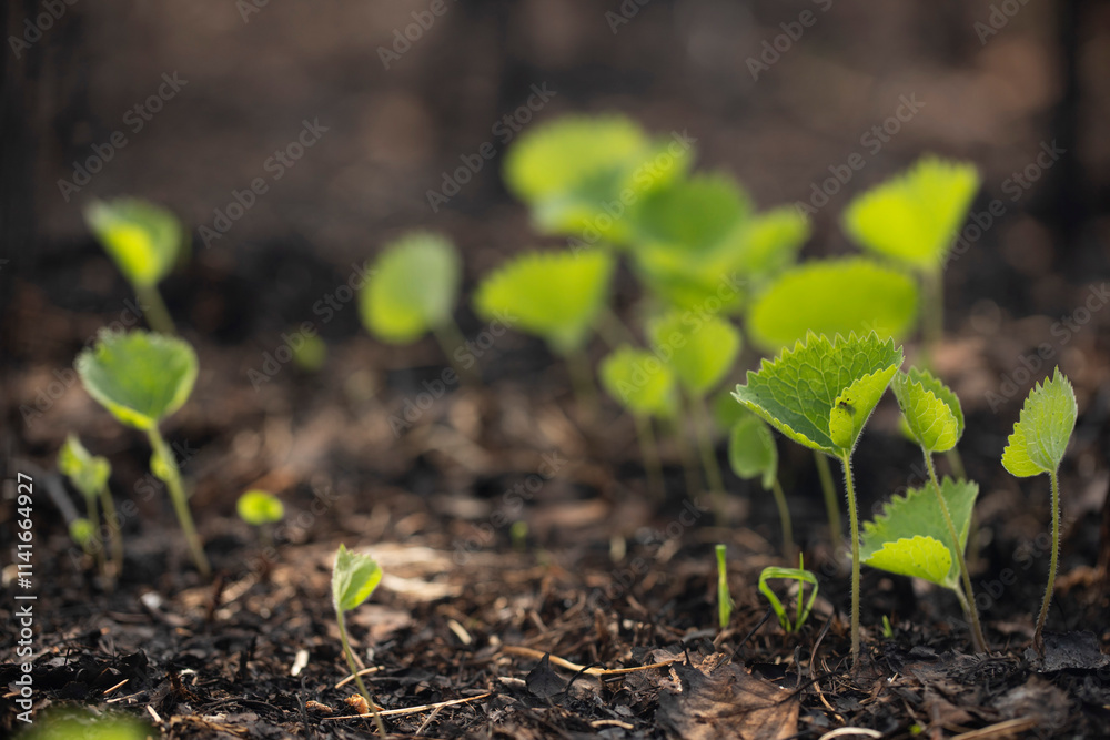 Fresh sprouts of green wild plants on burnt forest litter of coals and ash. Restoration of nature after fire. Regeneration. Fresh sprouts of green wild plants on burnt forest litter of coals and ash. Restoration of nature after fire. Regeneration.