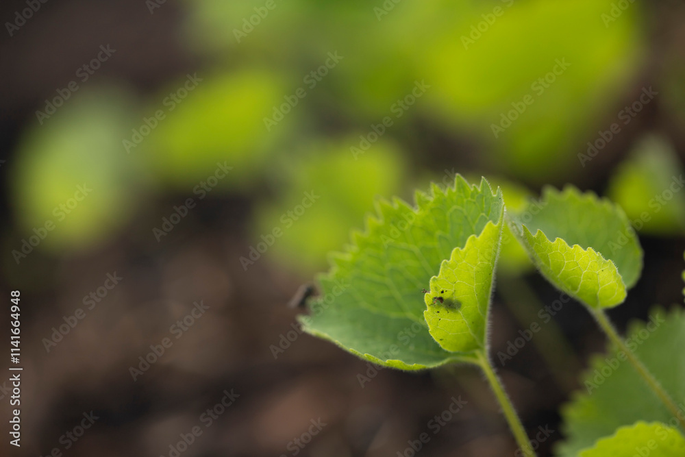 Close-up of an insect with antennae on a green structural leaf illuminated by the sun. Close-up of an insect with antennae on a green structural leaf illuminated by the sun.