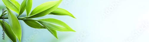 Vibrant green plant leaves on a serene blue background, fresh botanical image for nature lovers
