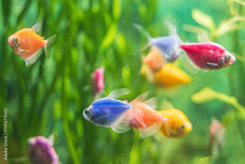 Black widow tetra or ternetzi gymnocorymbus. Aquarium and freshwater river bright fluorescent colorful fish on a background of algae. 