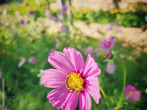 Pink cosmos flowers and leaves in the garden vintage style