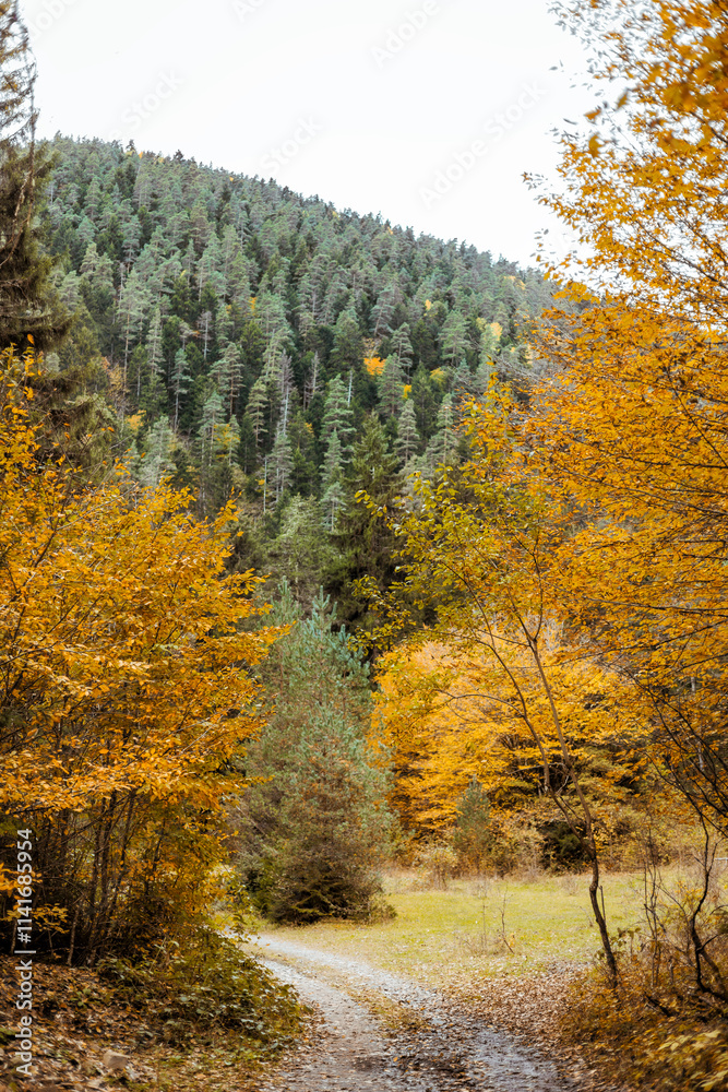 Fototapeta premium Autumn landscape with vibrant yellow trees framing the scene, a majestic mountain covered with lush green conifers in the background. Serene seasonal nature view, perfect for travel and outdoor themes