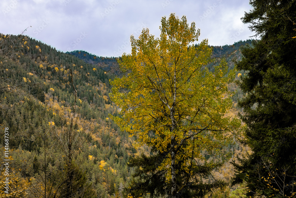 Fototapeta premium Autumn landscape with vibrant yellow trees framing the scene, a majestic mountain covered with lush green conifers in the background. Serene seasonal nature view, perfect for travel and outdoor themes