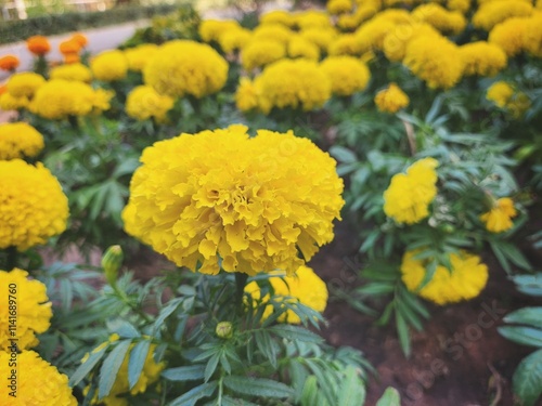 Close up of yellow marigold spring flower India flower photo