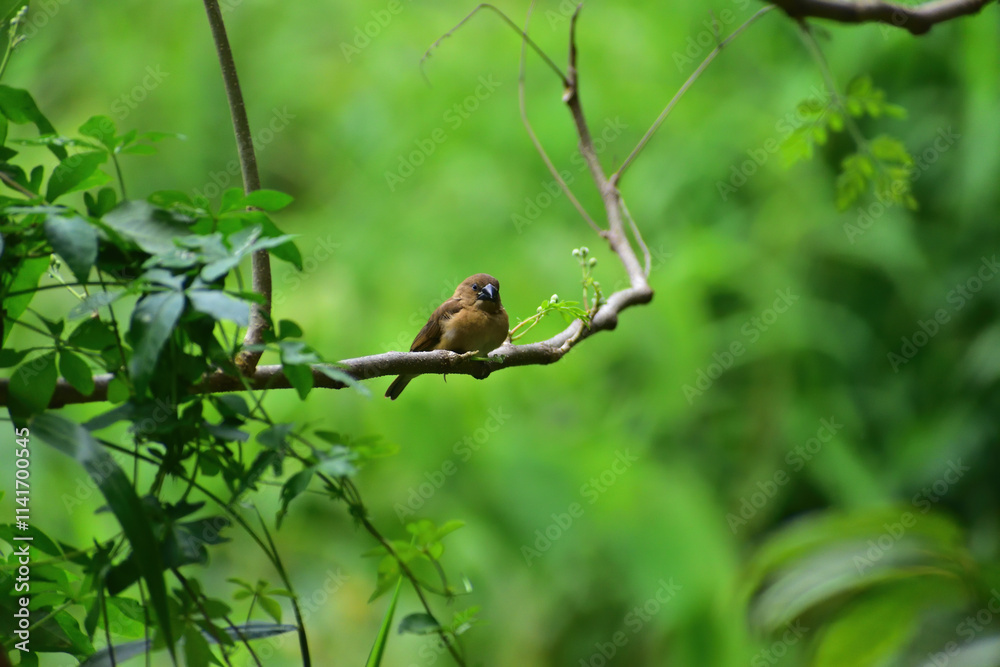 Obraz premium Close-up of a Munia Bird Perched on Branch with Green Natural Background, Wildlife and Exotic Bird Photography