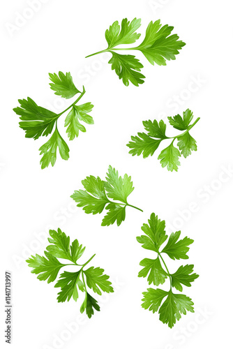 Parsley sprigs isolated on transparent background photo