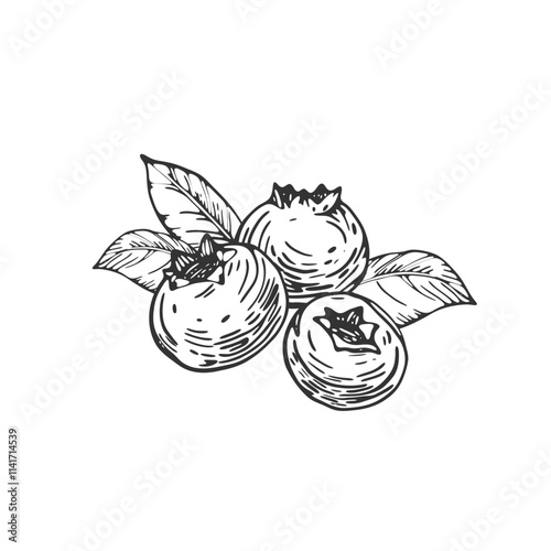 Blueberry vector black and white illustrations hand drawn with ink. Leaves, berries of bilberry on a white background. Template for label design