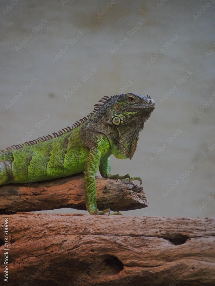 Fototapeta premium Vibrant Green Iguana on Log