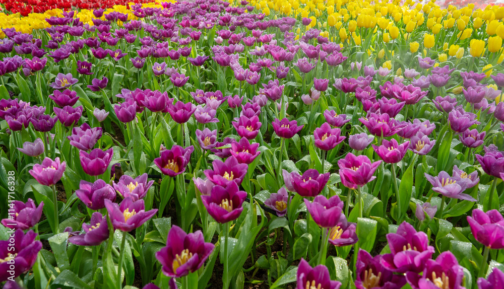 Field of colorful tulips red tulips field many red flowers spring flowers field tulip red tulips yellow tulips pink flowers field. Field of colorful tulips red tulips field many red flowers spring flowers field tulip red tulips yellow tulips pink flowers field.